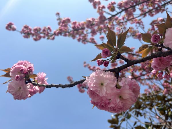 微信圖片_20250411110615 微信圖片_20250411110615