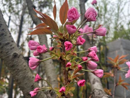 微信圖片_20250411110550 微信圖片_20250411110550