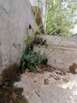 向陽(yáng)而生的種子2 向陽(yáng)而生的種子2